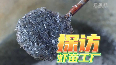 這個(gè)工廠(chǎng)，每天銷(xiāo)售蝦苗約2000萬(wàn)尾