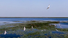 2022年《濕地公約》第十四屆締約方大會(huì )看點(diǎn)