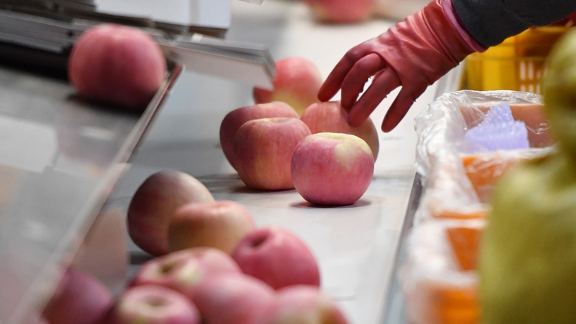 延安蘋(píng)果產(chǎn)業(yè)發(fā)展觀(guān)察：小蘋(píng)果，讓老鄉們生活越來(lái)越紅火