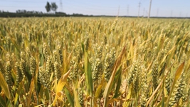 苗情好于預期 豐收有底氣——山東黃河下游種糧大戶(hù)走訪(fǎng)記