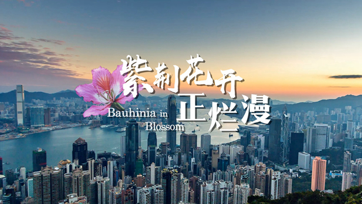 全球連線(xiàn)｜微視頻：紫荊花開(kāi)正爛漫