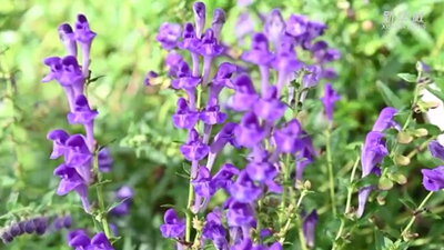 黑龍江勃利：寒地中草藥產(chǎn)業(yè)助力鄉村振興