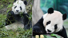 大熊貓&ldquo;團團&rdquo;，感謝你帶給兩岸同胞的美好回憶！