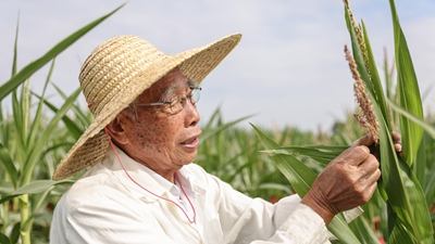 87歲，他在三亞南繁又一年