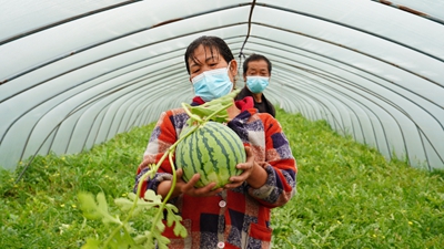 疫情致浦東120萬(wàn)斤西瓜滯銷(xiāo)？記者實(shí)地探訪(fǎng)