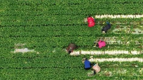 鄉村振興&ldquo;十二盼&rdquo;！來(lái)自8省24村的蹲點(diǎn)報告