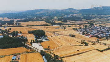 麥收新事｜麥香，飄向遠方