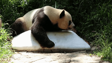 動(dòng)物園消暑有&ldquo;涼&rdquo;方