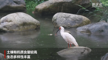 陜西洋縣：&ldquo;朱鹮之鄉&rdquo;再迎豐年