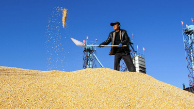 遍野金黃豐收忙&mdash;&mdash;內蒙古通遼千萬(wàn)畝玉米種植區秋收見(jiàn)聞