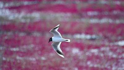 生態(tài)好不好，看鳥(niǎo)就知道&mdash;&mdash;遼河口濕地保護見(jiàn)聞