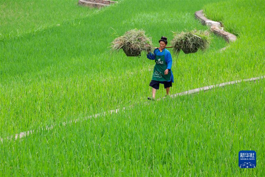 #（經(jīng)濟）（7）小暑農忙