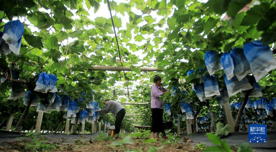 #（經(jīng)濟）（8）小暑農忙