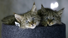 新華全媒+丨生態(tài)向好，&ldquo;高原喵星人&rdquo;萌態(tài)歸來(lái)