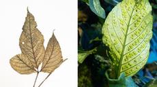 珍稀瀕危植物&ldquo;活起來(lái)&rdquo;