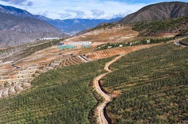 雪山下的高原蘋(píng)果，熟了！