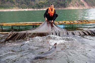 新華全媒+｜&ldquo;鱘&rdquo;夢(mèng)長(cháng)江&mdash;&mdash;長(cháng)江鱘人工繁育研究工作進(jìn)展順利