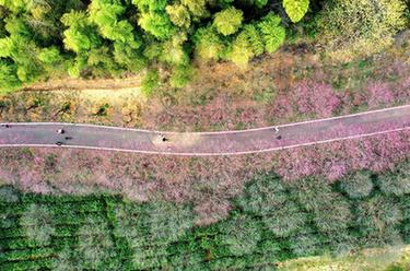 浙江長(cháng)興：萬(wàn)株紅梅迎客來(lái)