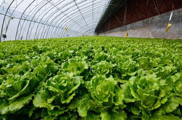 把蔬菜種進(jìn)&ldquo;水&rdquo;里