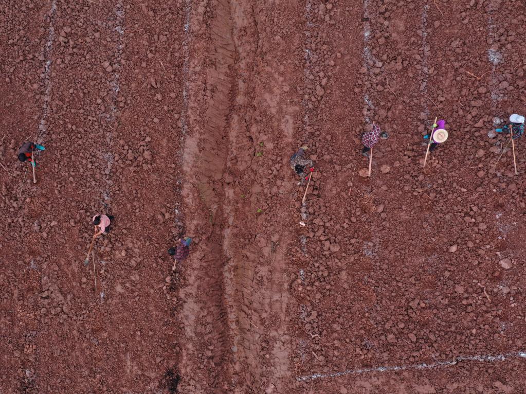 春暖時(shí)節農事忙