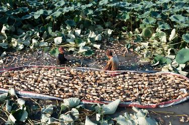 水鄉脆藕采收忙