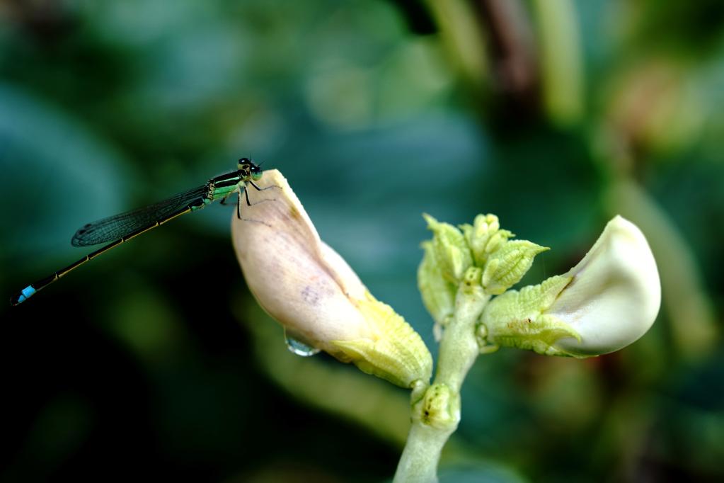 滬郊田野：雨后的&ldquo;隱秘世界&rdquo;