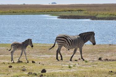 探訪(fǎng)博茨瓦納喬貝國家公園