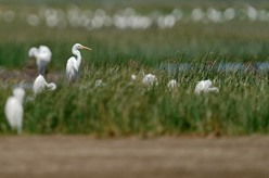 閩江河口濕地迎來(lái)候鳥(niǎo)&ldquo;先頭部隊&rdquo;