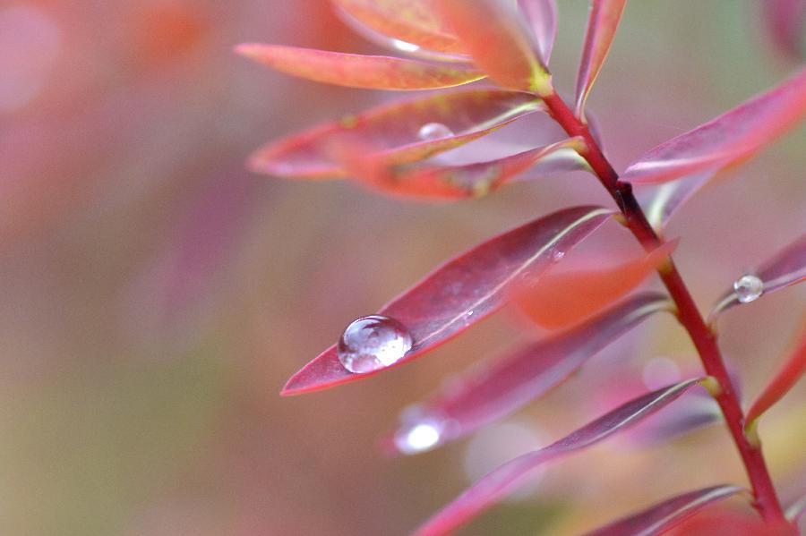 微視界&mdash;&mdash;白露