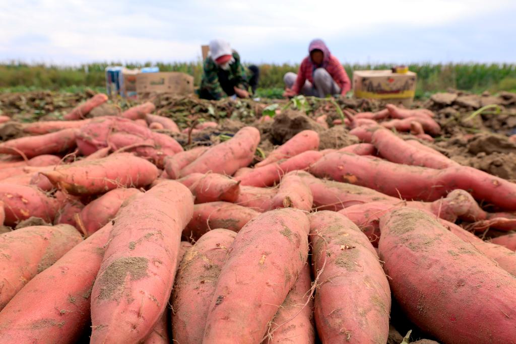 河北豐南：沙土地種出&ldquo;致富果&rdquo;