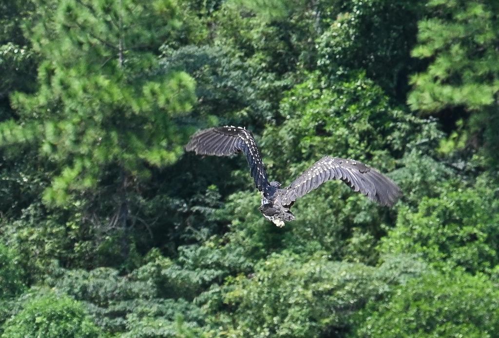 新華全媒+丨&ldquo;世界上最神秘的鳥(niǎo)&rdquo;海南鳽在廣東被救助放生