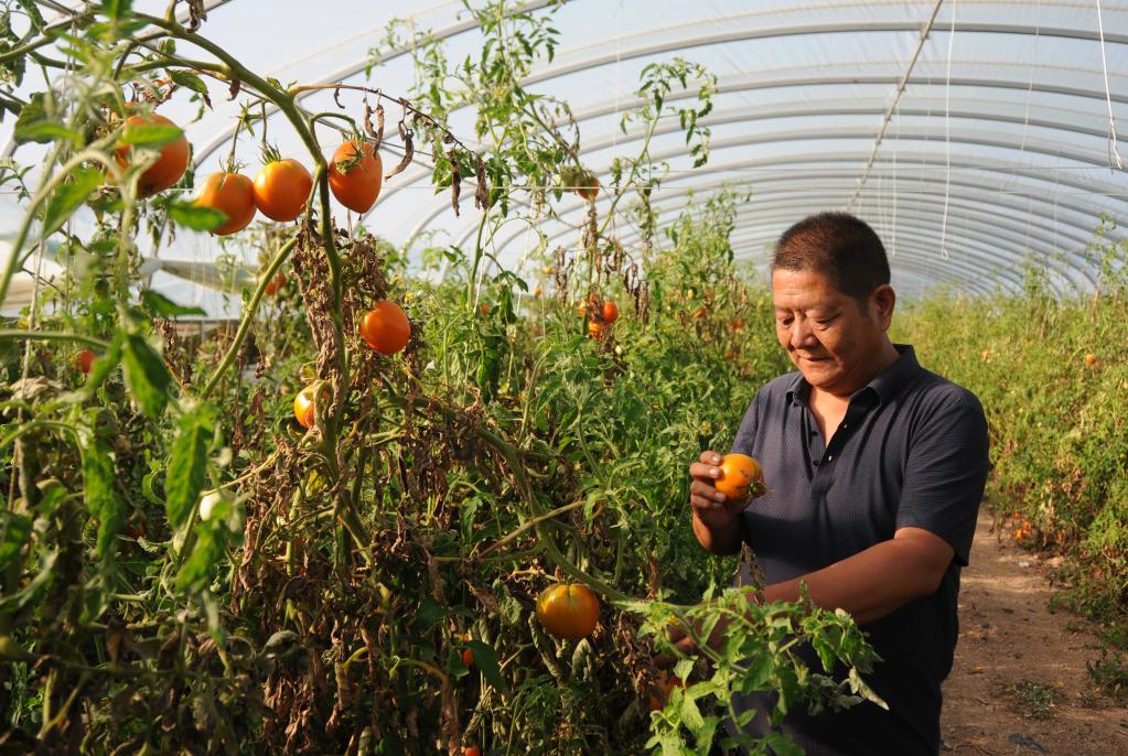 內蒙古五原：綠色發(fā)展助力產(chǎn)業(yè)跑出&ldquo;加速度&rdquo;