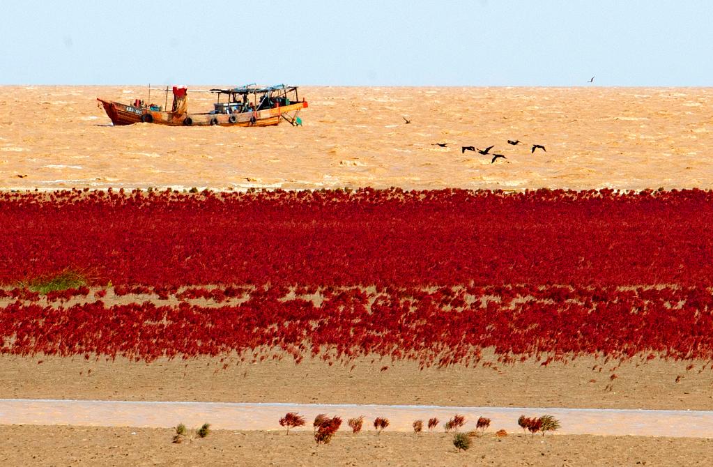 黃河口&ldquo;紅毯&rdquo;再現