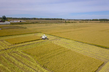 吉林：水稻主產(chǎn)區拉開(kāi)秋收序幕