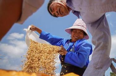 詩(shī)意中國&mdash;&mdash;百里西風(fēng)禾黍香，鳴泉落竇谷登場(chǎng)