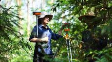 嶺南森林里的&ldquo;格?；?rdquo;