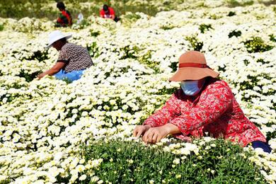 山東惠民：特色農業(yè)賦能鄉村振興