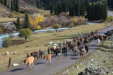 新疆昭蘇：褐牛轉場(chǎng)出天山