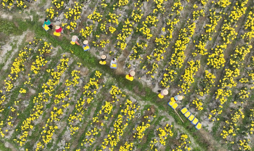 湖南衡陽(yáng):高山皇菊飄香