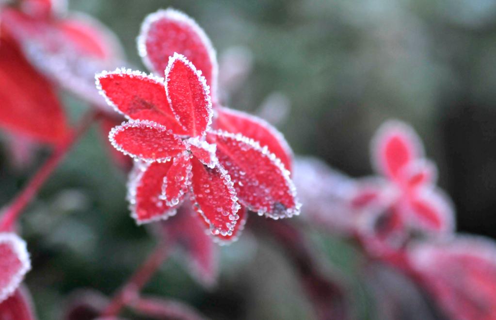 新華全媒+｜詩(shī)意中國&mdash;&mdash;山明水凈夜來(lái)霜，數樹(shù)深紅出淺黃