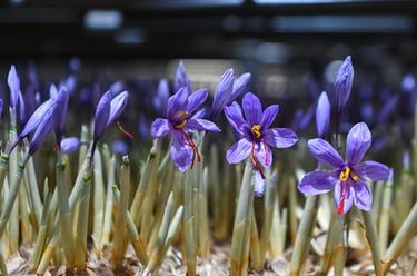 浙江:圣江村迎來(lái)西紅花收獲季