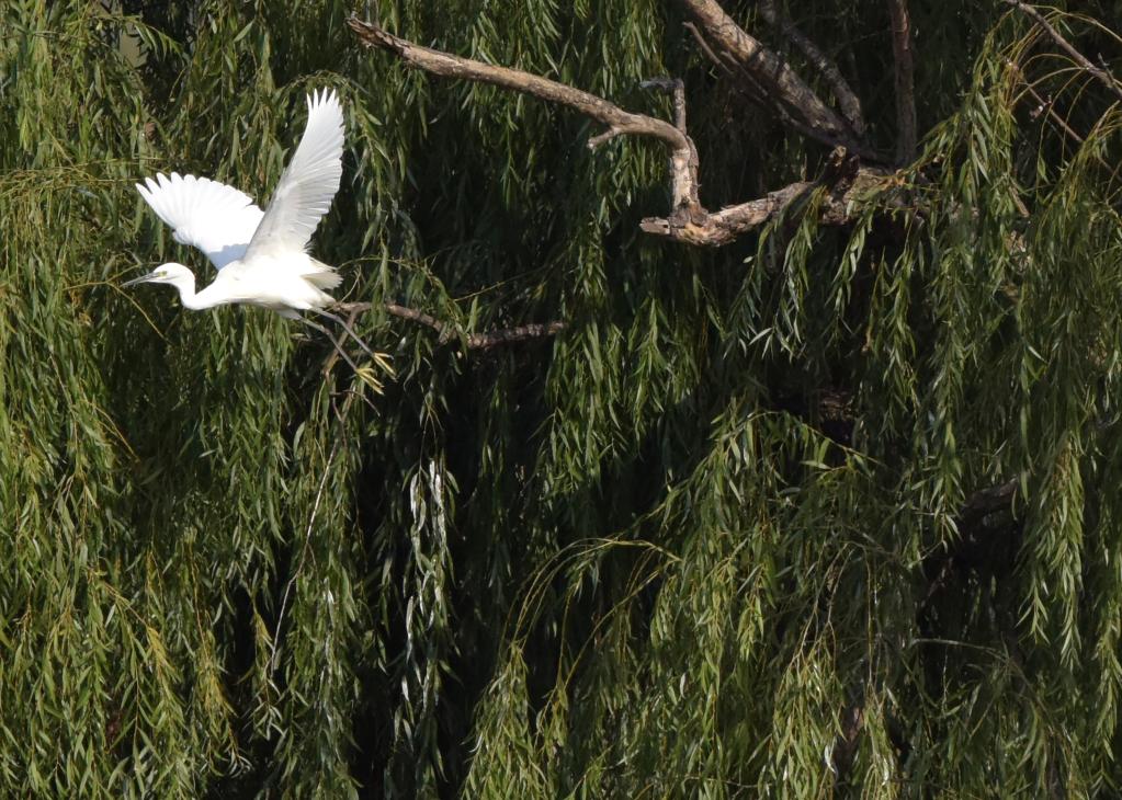新華全媒+｜安徽巢湖：生態(tài)筑&ldquo;巢&rdquo;百鳥(niǎo)來(lái)