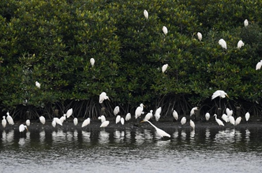 大美濕地城市丨?？? /></a></p>
<p class=