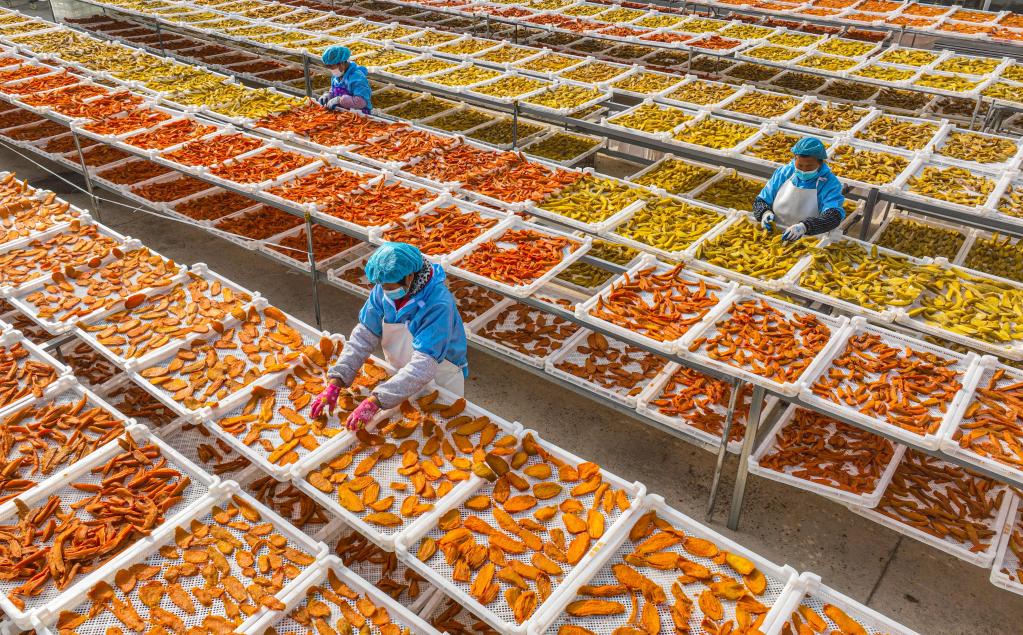 山東榮成：甘薯&ldquo;曬&rdquo;出致富路