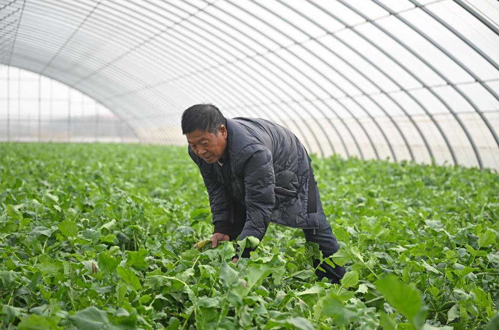 &ldquo;蘿卜小鎮&rdquo;迎豐收 特色產(chǎn)業(yè)促振興