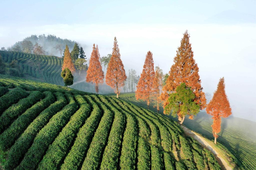 初冬時(shí)節彩葉斑斕