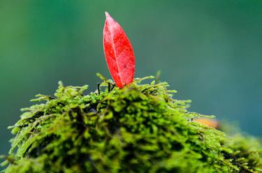 微視界&mdash;&mdash;小雪