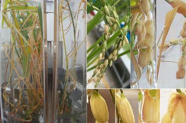 我國在國際上首次完成水稻&ldquo;從種子到種子&rdquo;全生命周期空間培養實(shí)驗