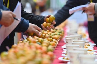 廣西融安：&ldquo;金桔王&rdquo;評選 助產(chǎn)業(yè)振興