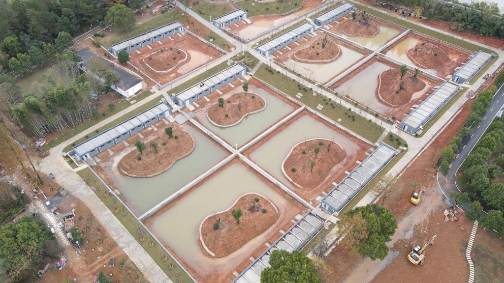 新華全媒+丨安徽宣城：揚子鱷迎來(lái)大規模冬季&ldquo;搬家&rdquo;